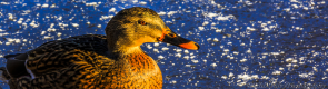 Slider 003.png